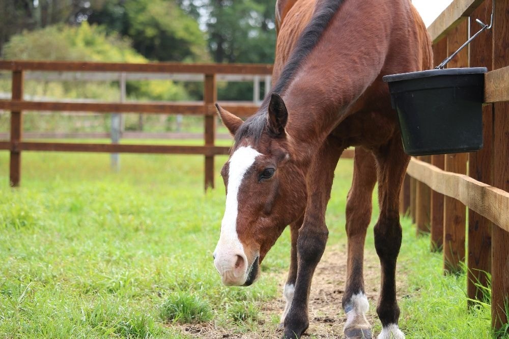 rhainfo's tweet photo. ドトウだより 更新🐎
https://t.co/asbLsLpM1r

#ノーザンレイク の佐々木祥恵さんから #メイショウドトウ の近況が届きました。放牧地に出ると、ドトウはすぐに真ん中あたりまで歩いていき、ムシャムシャと勢いよく青草を食べています。涼しくなり過ごしやすくなりましたが、高齢馬にとって昼夜の寒暖差は体への負担となります。その日の状況を見ながら、裏戸を閉めるなどドトウが快適に過ごせるよう調整していただいています。ありがとうございます。
#引退馬協会 #フォスターホース