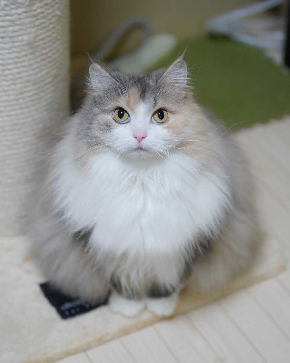 silky0702's tweet photo. もうこれ換毛期来なくていい気がするんやけど https://t.co/RWwPKIBVit