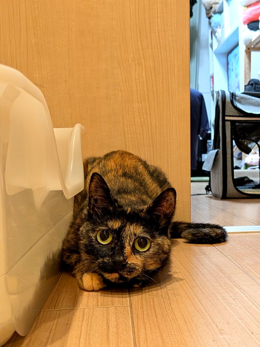 ktkdl's tweet photo. もじゃもじゃした https://t.co/2eenvR2dLs