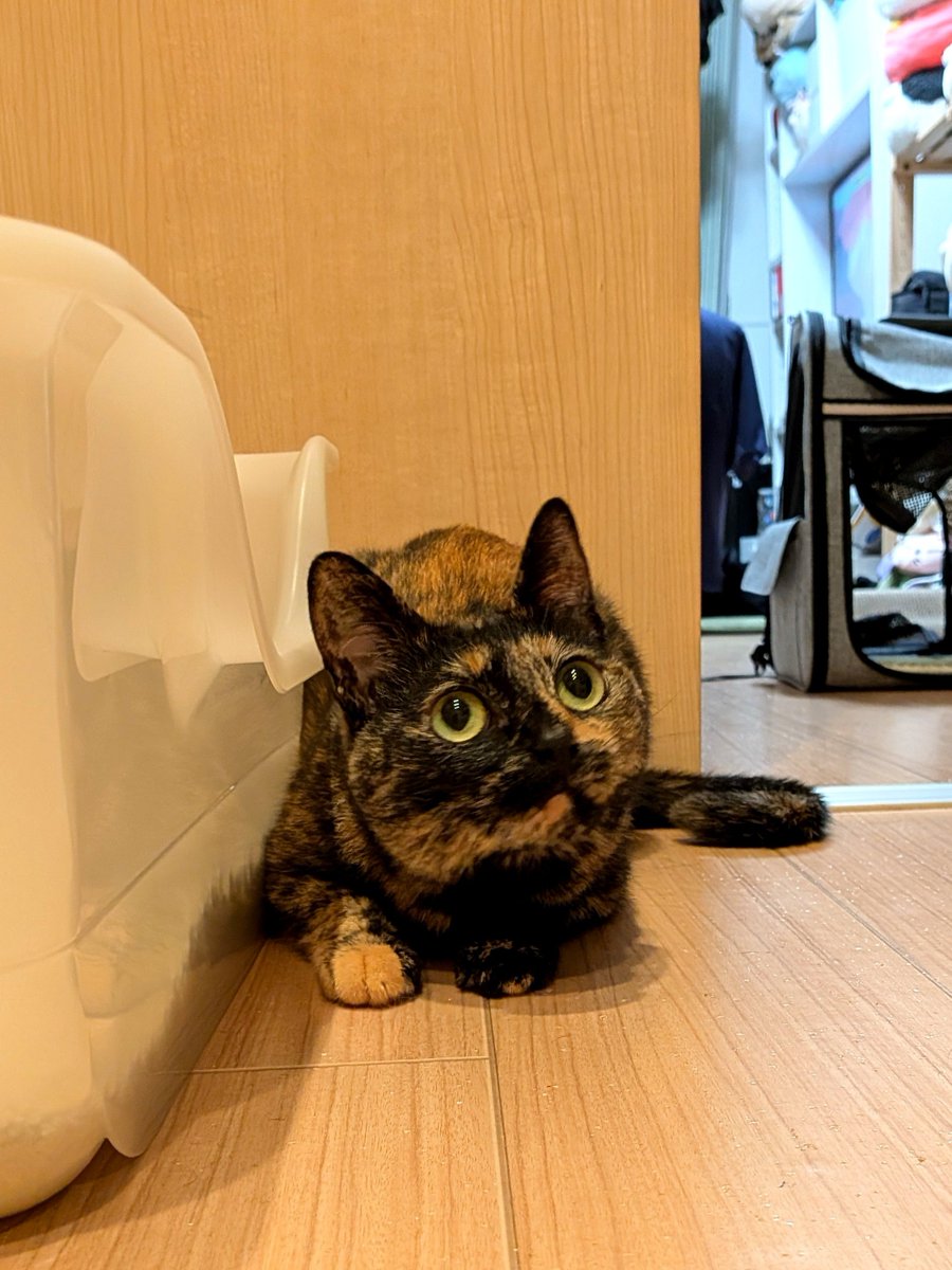 ktkdl's tweet photo. もじゃもじゃした https://t.co/2eenvR2dLs