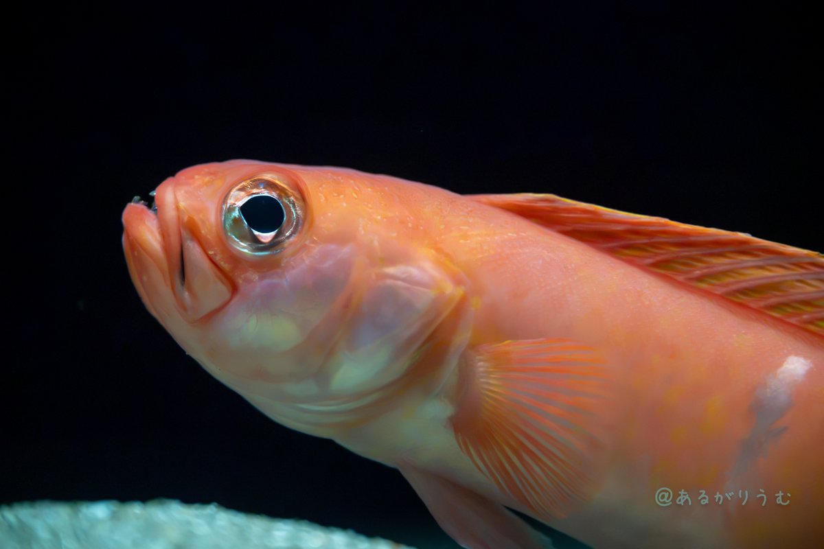 ALGA_RIUM's tweet photo. まるで夜空を見上げているような、スミツキアカタチ。
#アクアマリンふくしま
#ふくしまの海〜大陸棚への道〜 https://t.co/FnXuK9GDLM