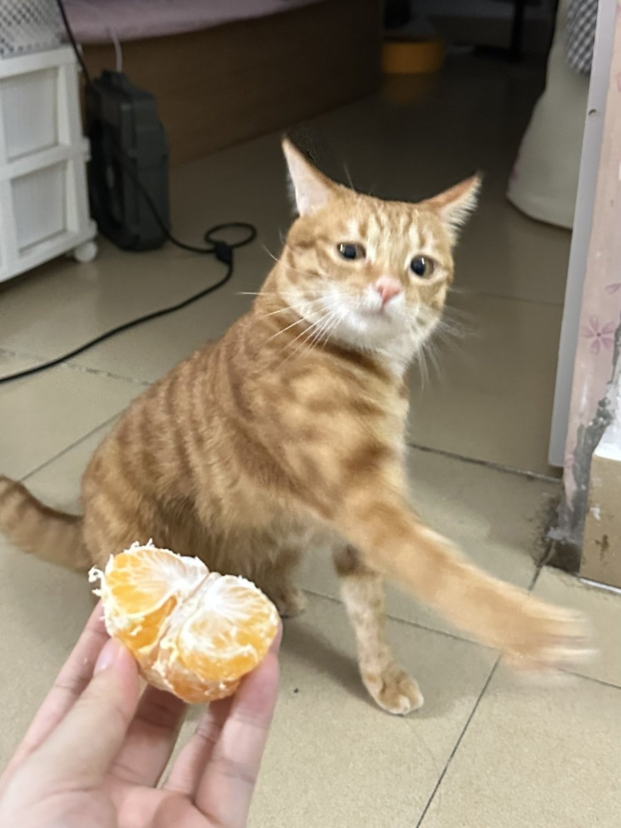 nocontextscats's tweet photo. 😡 https://t.co/XIjbN0VJ5j