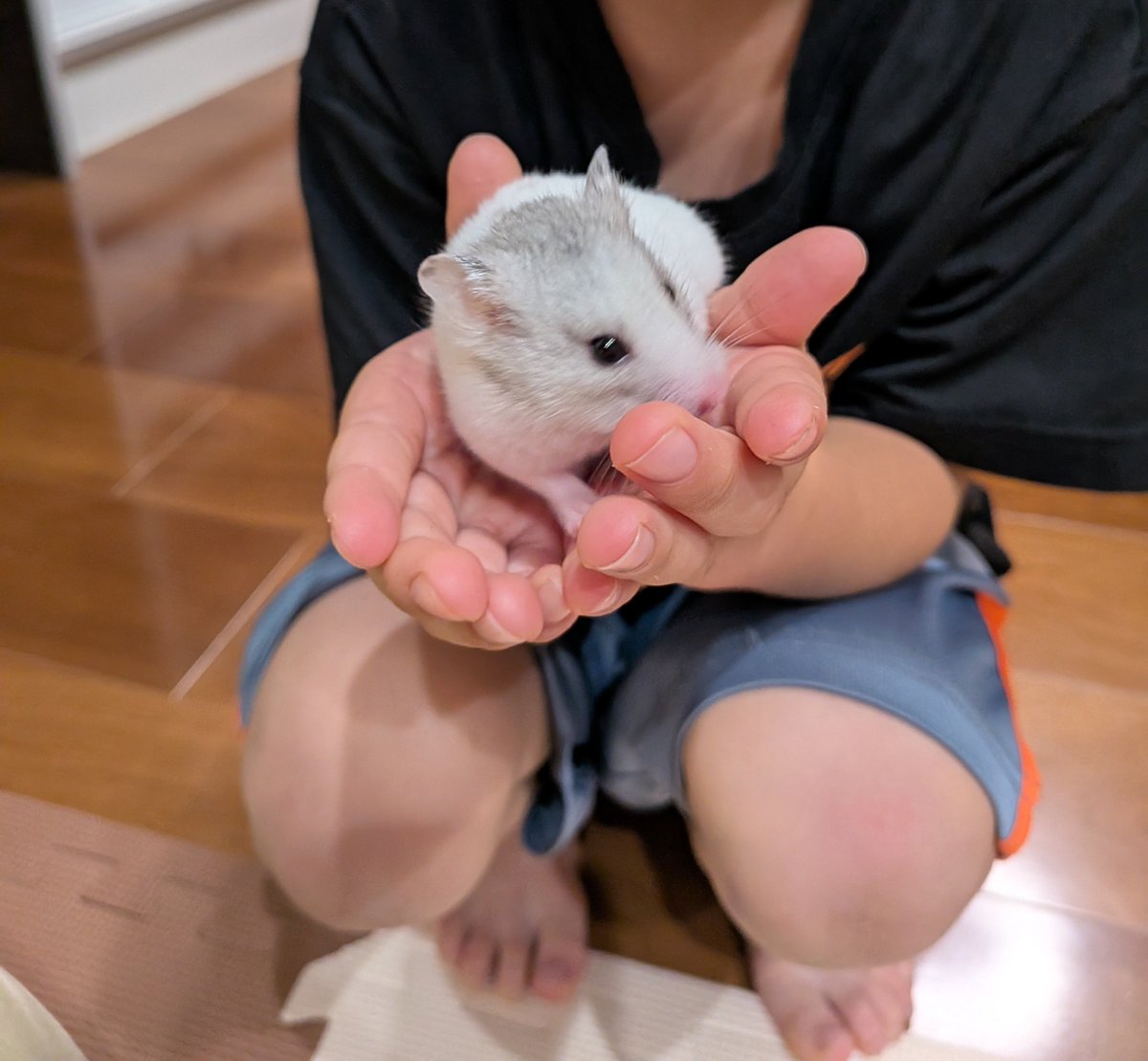 tnikpiyo's tweet photo. はむすた、触らせてくれるようになった！むすこもちょっとビクつきながらも素手で触れるように！！
ちっこはケージ洗ってもダメだったのでもうそこがおトイレだよ...色んなところでする訳じゃないし良しとした。 https://t.co/WSHyJOZuvu