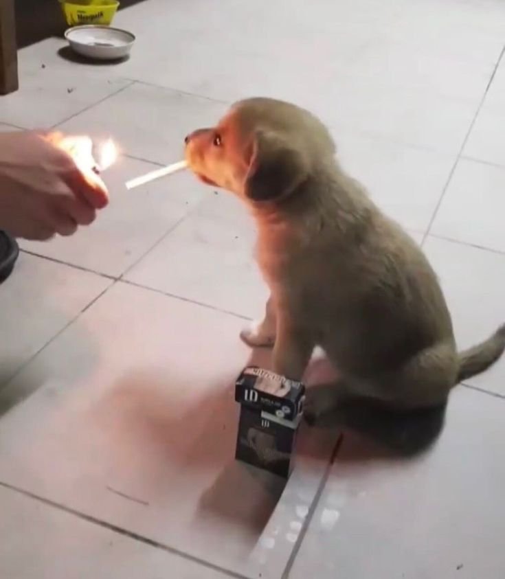 ogshw_'s tweet photo. Meu cachorro https://t.co/0zlaTLFade