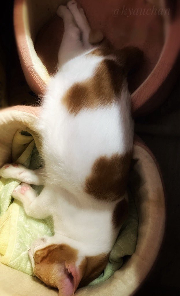 kyauchan's tweet photo. 猫は液体🐈 https://t.co/4earboY3qA