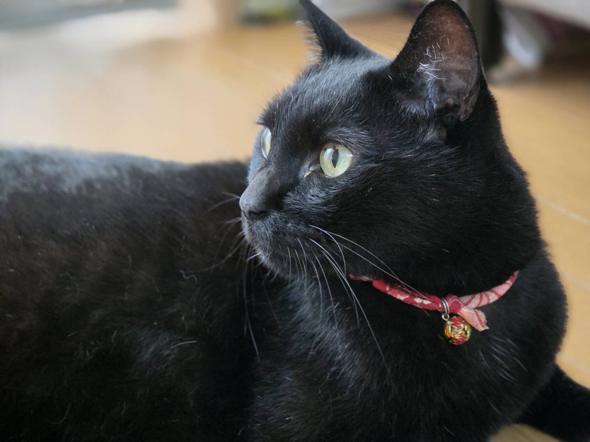 moufumushi's tweet photo. 今年の前半に頼んでいた、我が猫の肖像画が本日到着。
これは、開封して現物を見たら本当に感動した。
依頼した写真と届いた絵画を見比べても良いが、油絵の独特のタッチが良い。
絵の具のテレピン臭が開封と同時に鼻に届く。
久々に待った甲斐がある物を買いました。

https://t.co/s4tSEzpYhx https://t.co/Yo63KrPxuE