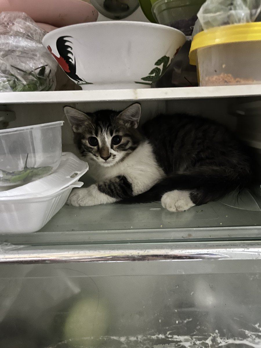 yelvyah's tweet photo. saking panas nya ini dunia, kucing gw sampe bolak balik masuk kulkas cuma buat NGADEM 😭😭😭😭😭 https://t.co/6mhR6E0WDy