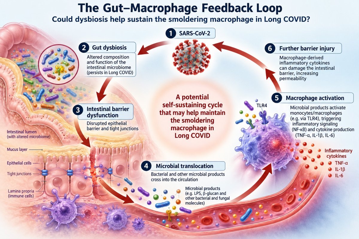 Parsifaler's tweet photo. The Gut–Macrophage Feedback Loop: Could Dysbiosis Help Sustain the Smoldering Macrophage in Long COVID?

Could SARS-CoV-2-induced dysbiosis create a self-sustaining cycle of intestinal barrier dysfunction, microbial translocation and macrophage activation?