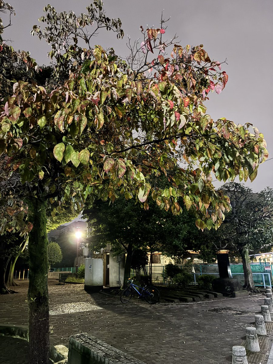 0110Mizuki's tweet photo. 公園のハナミズキも紅葉🍁に⭐️
夜ご容赦。 https://t.co/OLVJqKRXs9