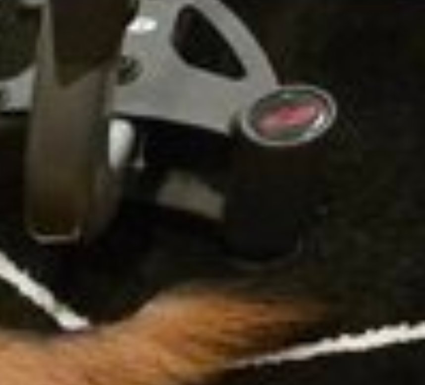 JersDeadDog's tweet photo. why would you crop this out?🤔🤔 @TheQuartering https://t.co/FSlM2bwp0G