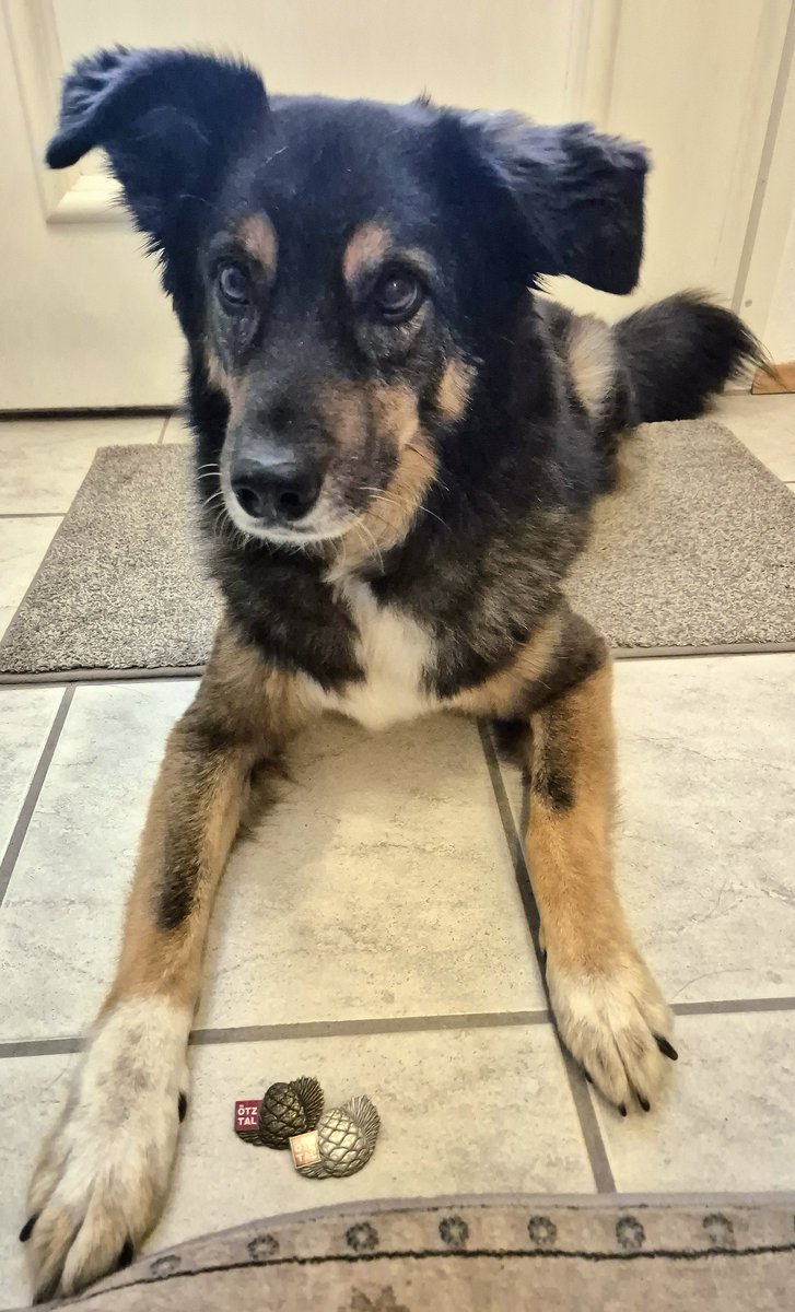 AlexDerWuff's tweet photo. Wir sind nun auch wieder daheim liebes #Twitterrudel und ich musste erstmal meine Trophäen zählen, wir haben nämlich ein paar Wandernadeln bekommen. Bronze und Silber, da ich ja mit meinen Menschen immer mitgelaufen bin, ist es nur korrekt dass ich auch welche bekommen habe.💪 https://t.co/e6s209T8pY
