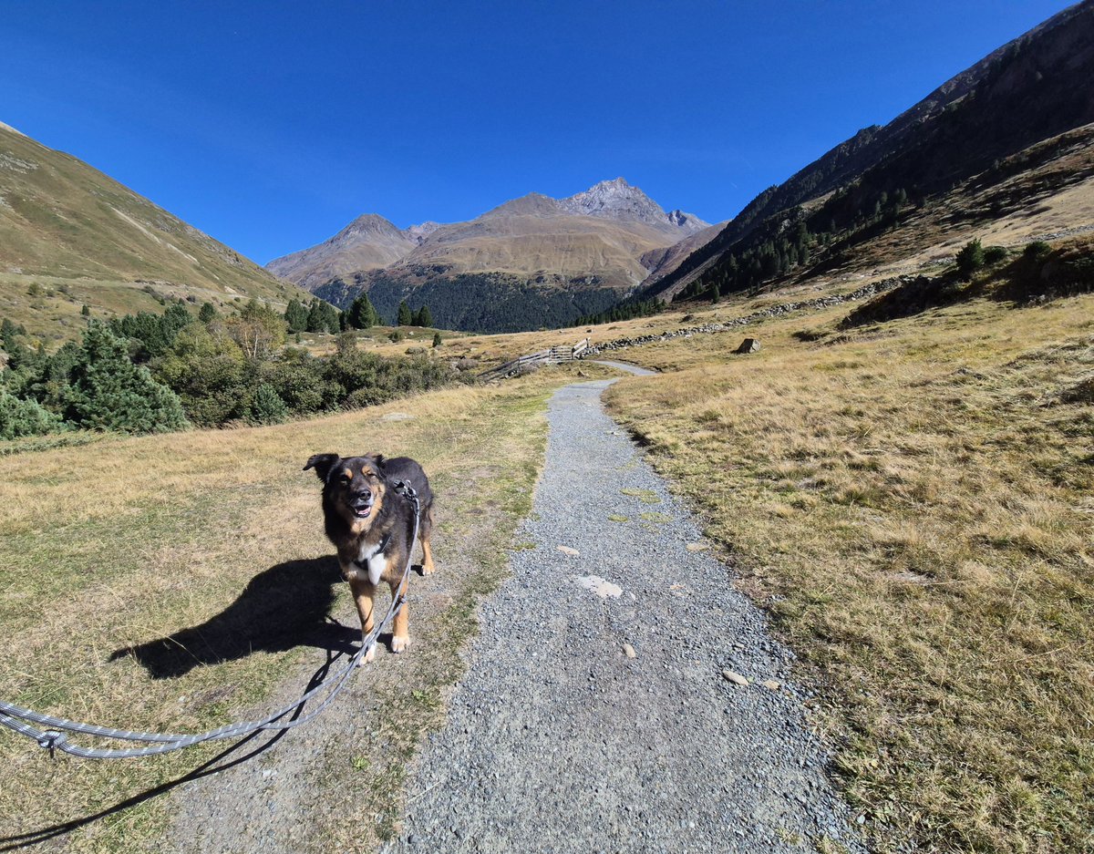 AlexDerWuff's tweet photo. Wir sind nun auch wieder daheim liebes #Twitterrudel und ich musste erstmal meine Trophäen zählen, wir haben nämlich ein paar Wandernadeln bekommen. Bronze und Silber, da ich ja mit meinen Menschen immer mitgelaufen bin, ist es nur korrekt dass ich auch welche bekommen habe.💪 https://t.co/e6s209T8pY