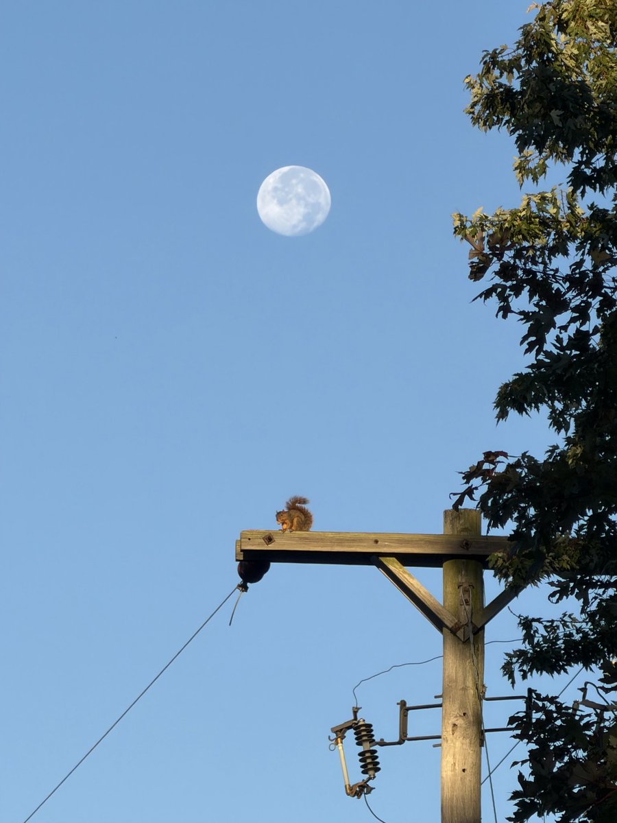 anisdelights's tweet photo. Morning moon and squirrel https://t.co/AEvl0VXH1c