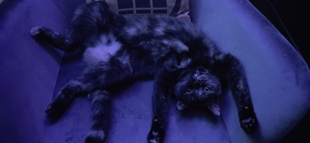 TheUnusualLee's tweet photo. Why do you lay like this crumble https://t.co/SOyiVU8bp3