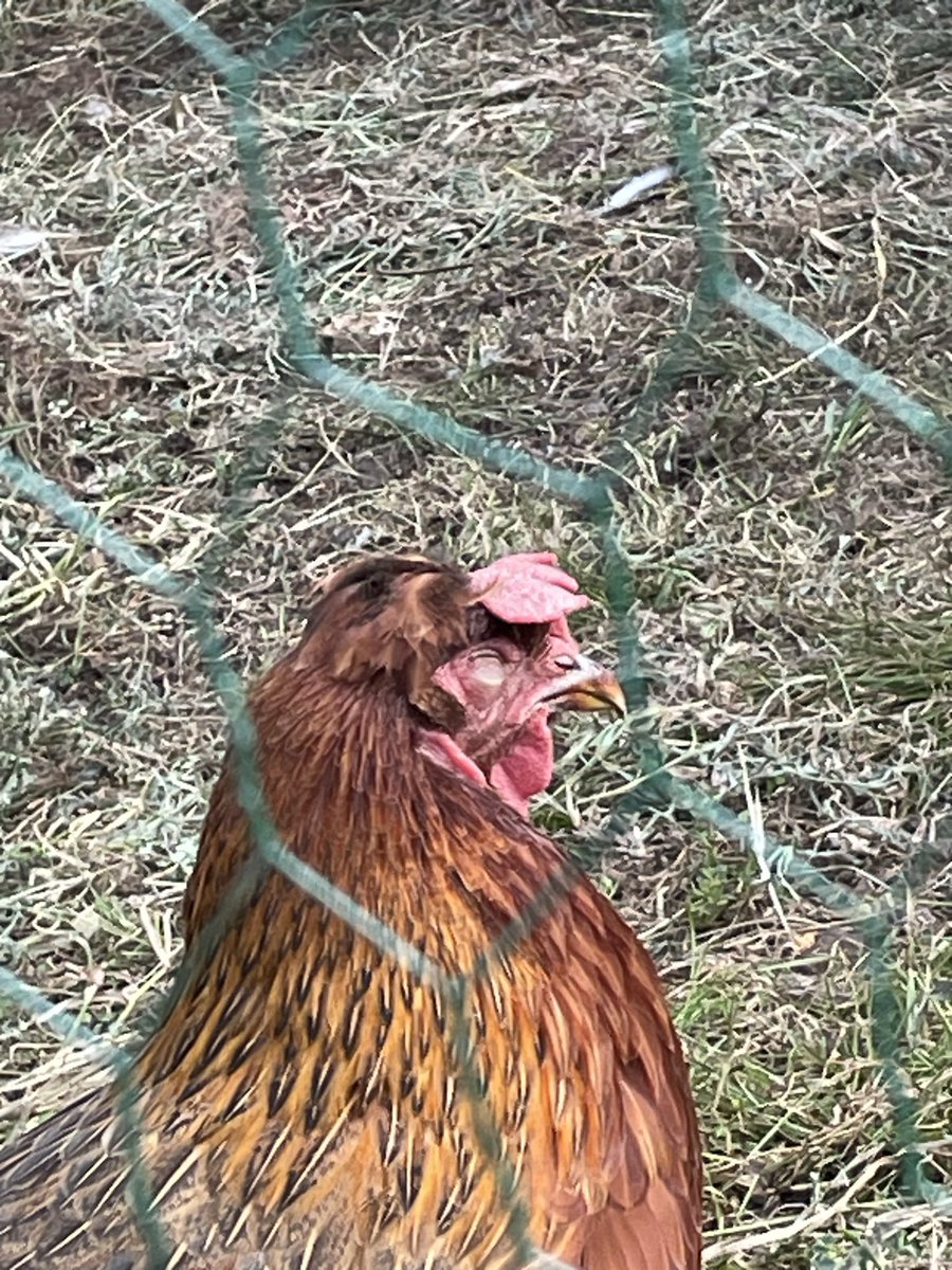PoorChicken88's tweet photo. Had to put down poor old hen “Duckie” yesterday…. She’d just got so old she was sleeping standing up and could barely walk without stumbling… poor ole gal was probably 5-6 years old, I just couldn’t watch her suffer anymore…rip chicken… https://t.co/IN3PyF0JAI
