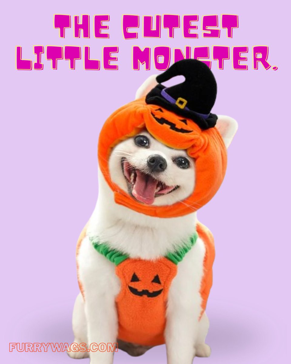 FurryWags's tweet photo. Meet the cutest little monster ready to steal your heart! 🎃👻 Check out more adorable Halloween outfits at https://t.co/wMAAeK9DNP! 🐾

Shop Now https://t.co/2YgxWmgmR1

#petfashion #petcostumes #petsupplies #petlooks https://t.co/qKN6MsnsDo