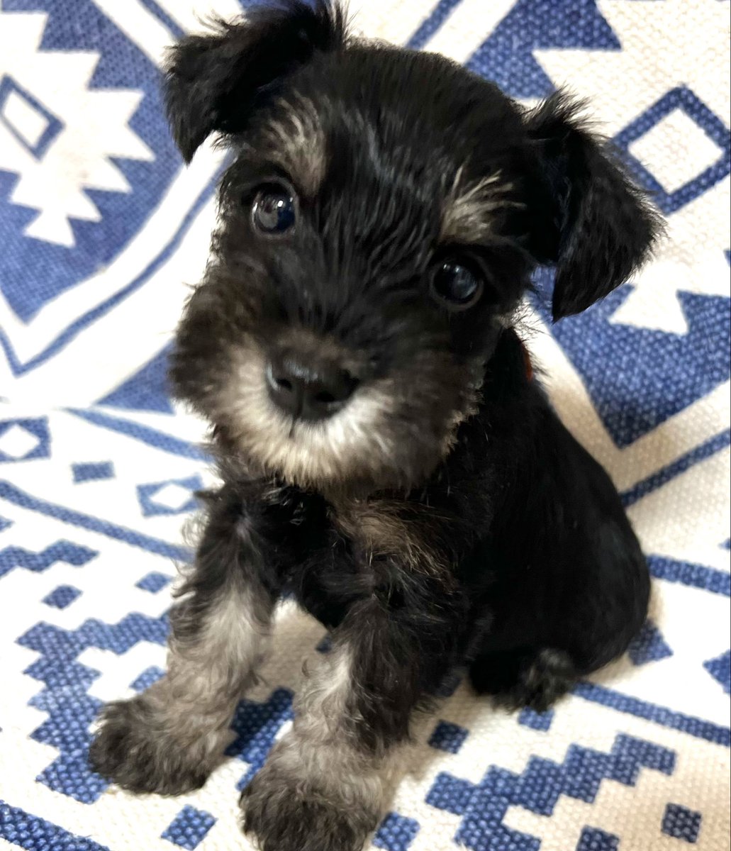 LandMBeard's tweet photo. ご家族様募集中です‼︎🐶
可愛いパピーちゃん😍
ブラック＆シルバー、ソルト＆ペッパー、女の子、男の子♡５頭います✨
ご連絡お待ちしております‼︎
ご相談だけでも大丈夫です☺️

#ﾐﾆﾁｭｱｼｭﾅｳｻﾞｰご家族募集中
#ﾐﾆﾁｭｱｼｭﾅｳｻﾞｰ専門ﾌﾞﾘｰﾀﾞｰ https://t.co/ADx8eIFlT9