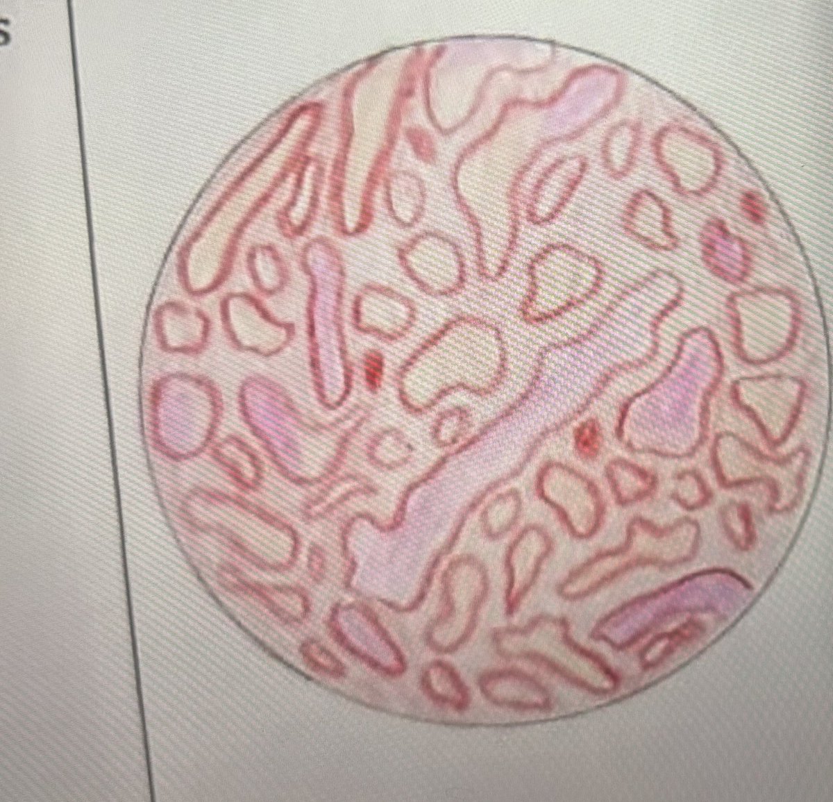 papayacoded's tweet photo. pantesan gua familiar sm helmya lando ternyata mirip gambaran histologi https://t.co/XYZkhzbjQo