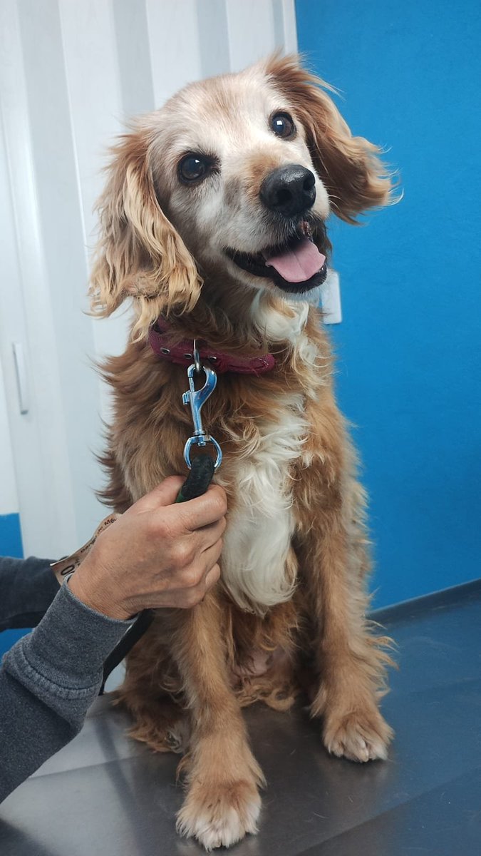 VIBRAmascotas's tweet photo. Amigos seguimos buscando hogar para este chaparrito 😔 
Es muy triste como a los perritos viejitos no los adoptan 
Es un perrito que fue abandonado , quizá por su misma vejez
Por favor adopta a un perrito viejito , son super tiernos, muy tranquilos 
Anímate. 
No te vas a arrepentir 
Wats 5548724347
#CiudadDeMéxico