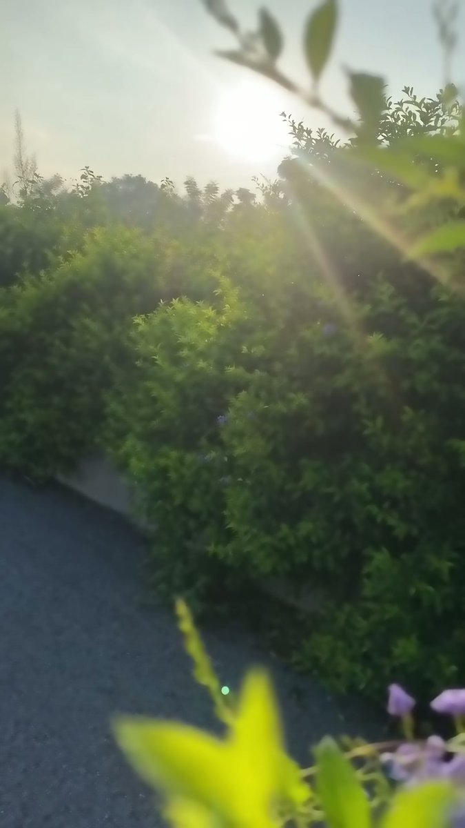 encarni18717487's tweet photo. 🌿☀️ Thứ 3, chào ngày mới!

Nắng sớm len qua những tán cây,
một chút xanh dịu dàng cho buổi sáng thêm trong trẻo. 🌱
Chúc hôm nay mọi việc thuận lợi,
lòng nhẹ nhàng và cả ngày thật nhiều niềm vui nhé! ✨ https://t.co/OTP8pLr1og