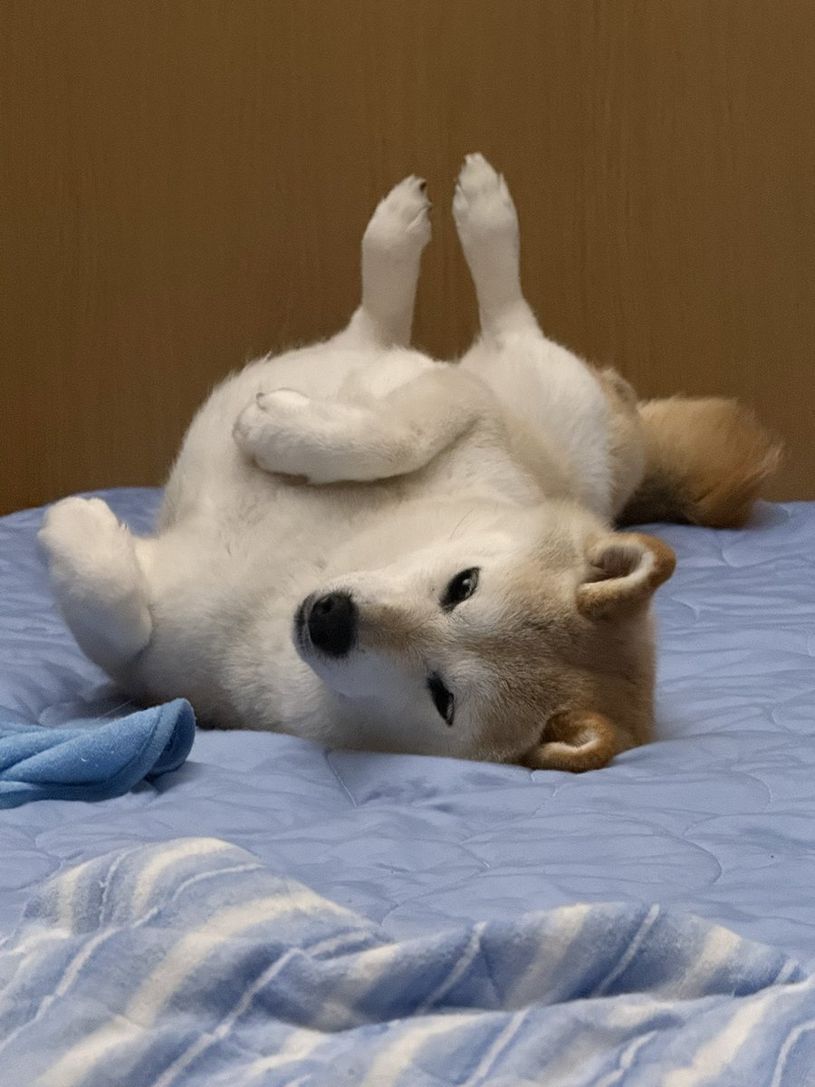 YumeShibainu510's tweet photo. どのポーズで寝ようか思案してる https://t.co/r9sm3P7NlY