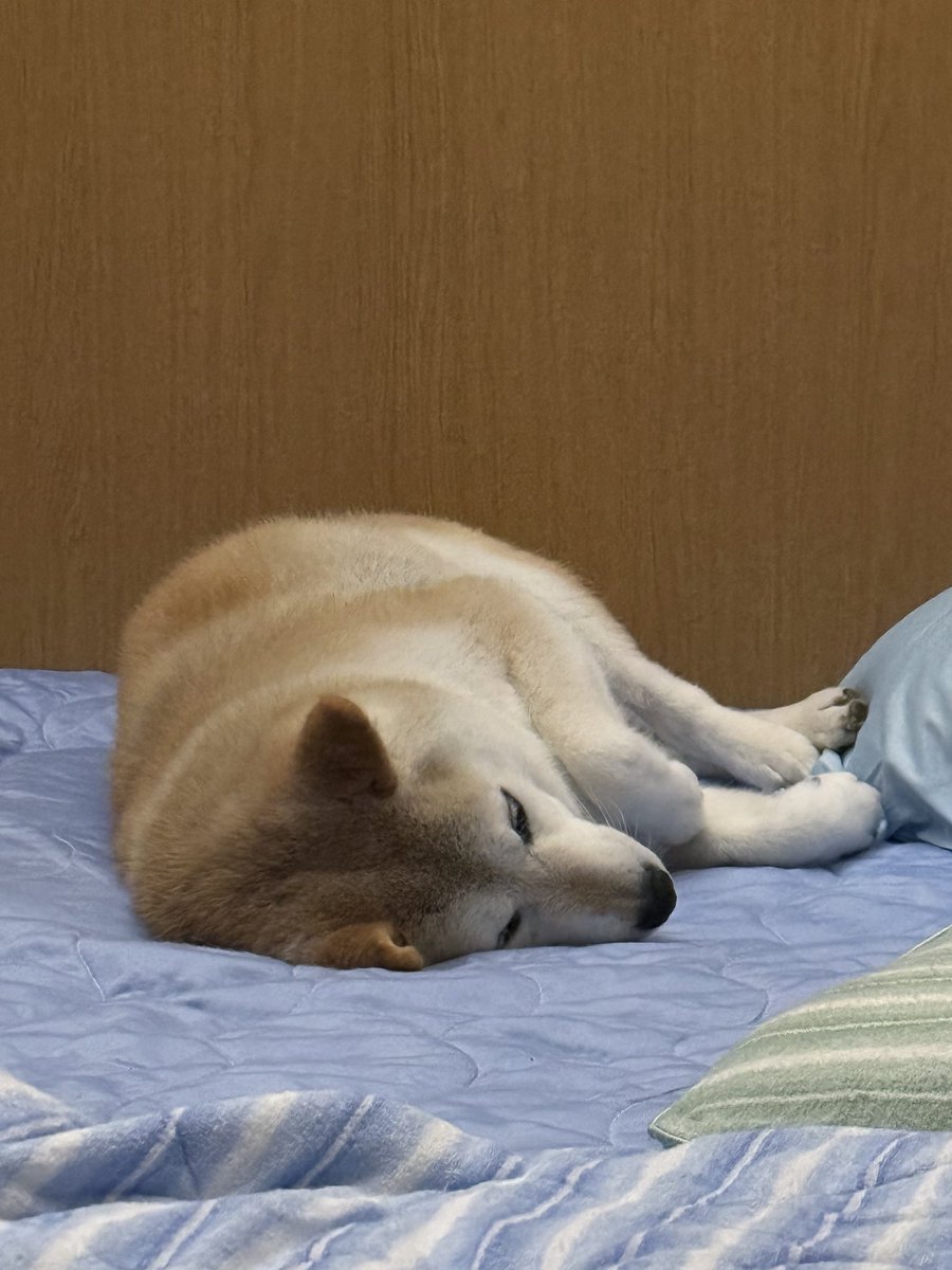 YumeShibainu510's tweet photo. どのポーズで寝ようか思案してる https://t.co/r9sm3P7NlY