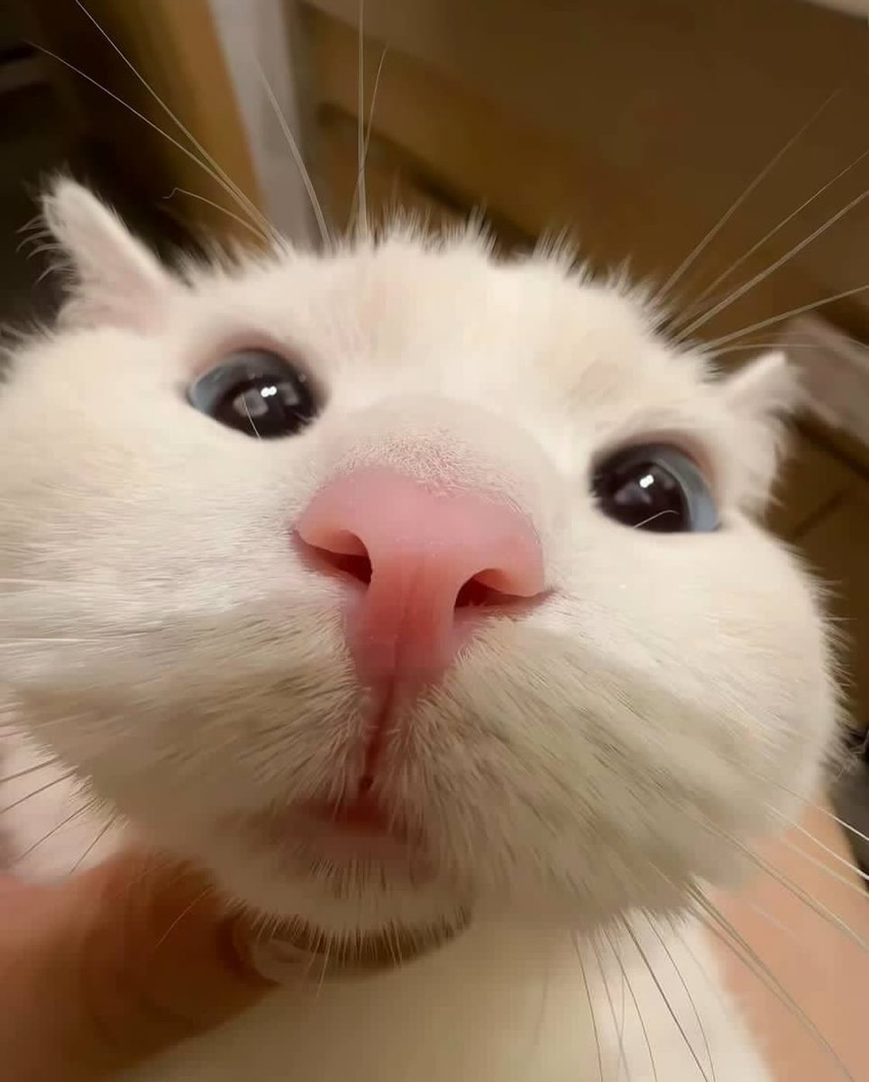 catsworldaura's tweet photo. https://t.co/gmjjxyRhJe