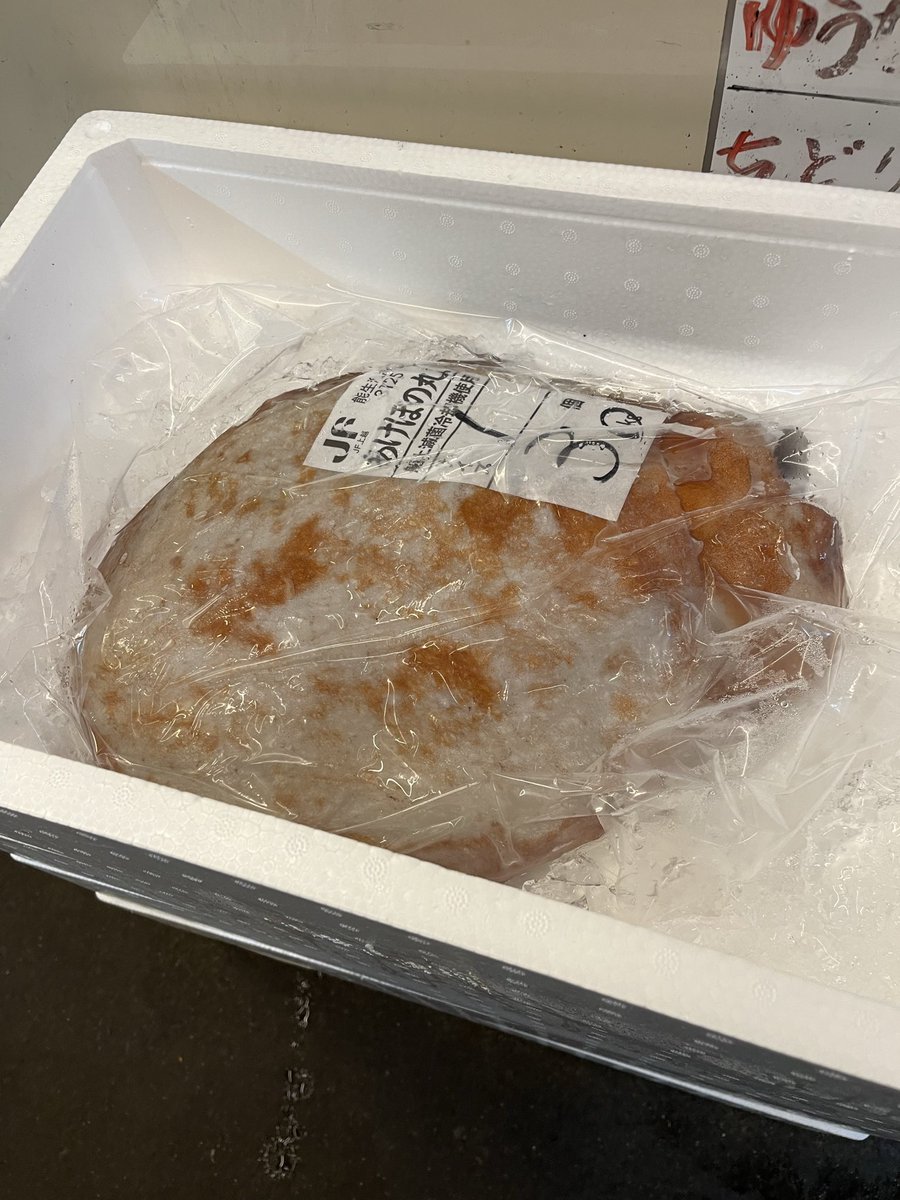 wasuke_yoko's tweet photo. 今日の上越漁協の魚たちは？
イカ🦑タコ🐙鎧イタチウオ
ヒラマサなどなどでした♪
今日のお客様も大変喜んでいただきました。
ありがとうございます。 https://t.co/lBKFjp73R2