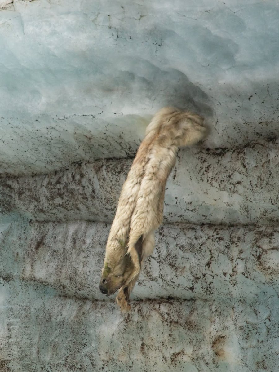 Polar bear carcass emerges from melting glacier in the Arctic

Photographer Andy Mann captured the unusual sight during a 2013 expedition to Franz Josef Land, R