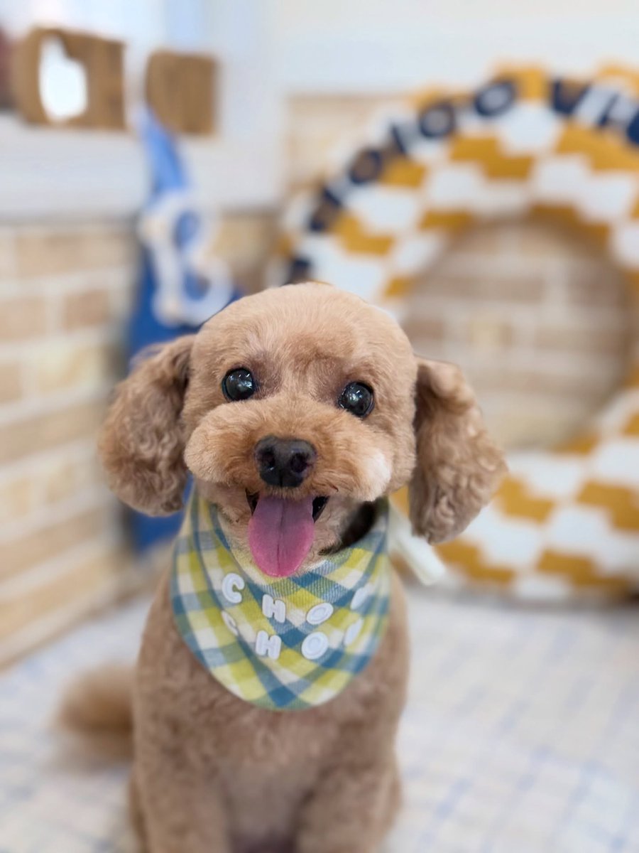 averyyoung5n127's tweet photo. Cocoa, the Pomapoo, thank you for visiting. https://t.co/tcX0EAF4GW