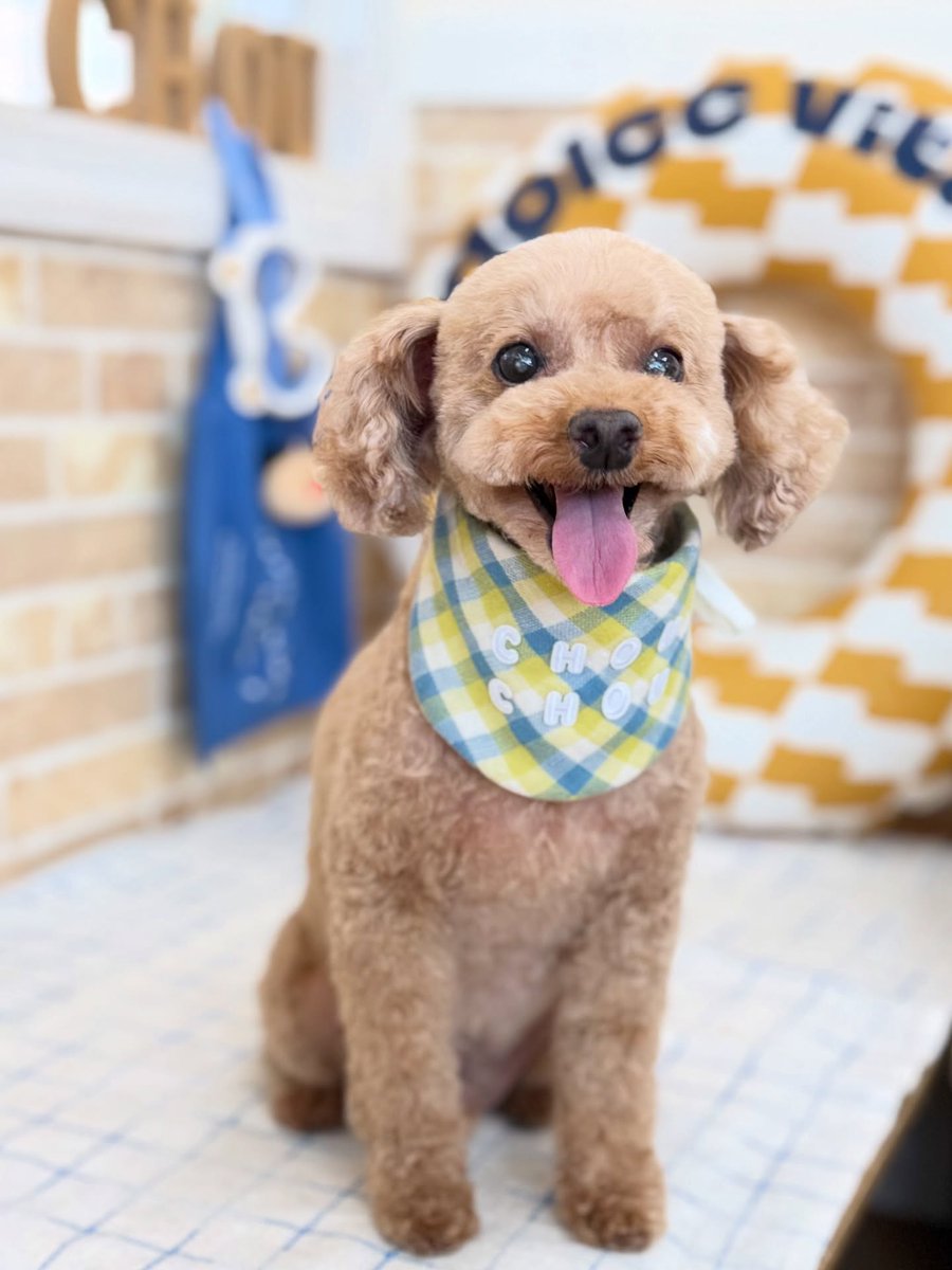 averyyoung5n127's tweet photo. Cocoa, the Pomapoo, thank you for visiting. https://t.co/tcX0EAF4GW