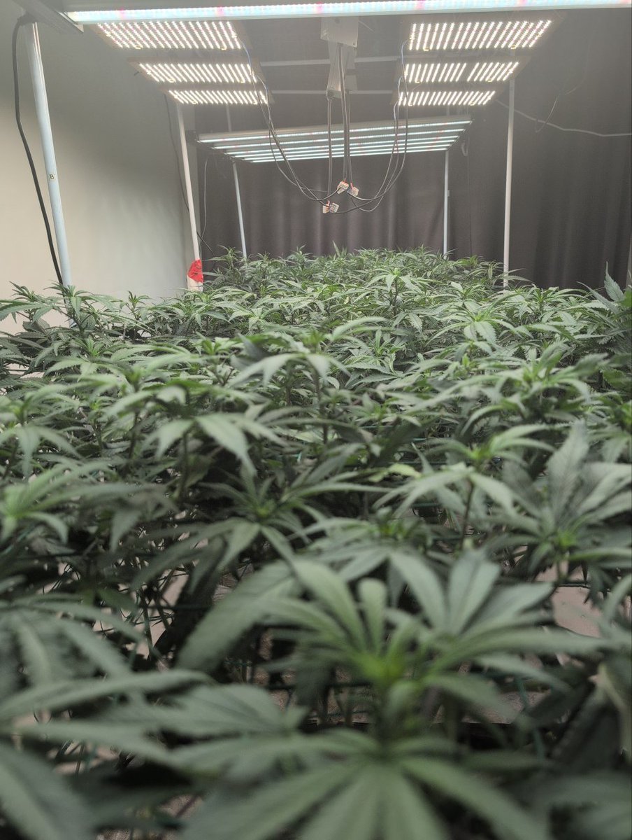 62Sontos's tweet photo. 这片大麻是我自己一点点做低压力训练调整出来的，目标就是让顶部尽量保持在同一水平线上。🌱

做完回头看，还是挺有成就感的😂
不过自己看自己的东西容易带滤镜，想听听真正懂大麻种植的朋友怎么看：

这种整体均匀度在实际种植里算什么水平？还有哪些地方值得继续改进？ 👀 https://t.co/gaprktDxiV