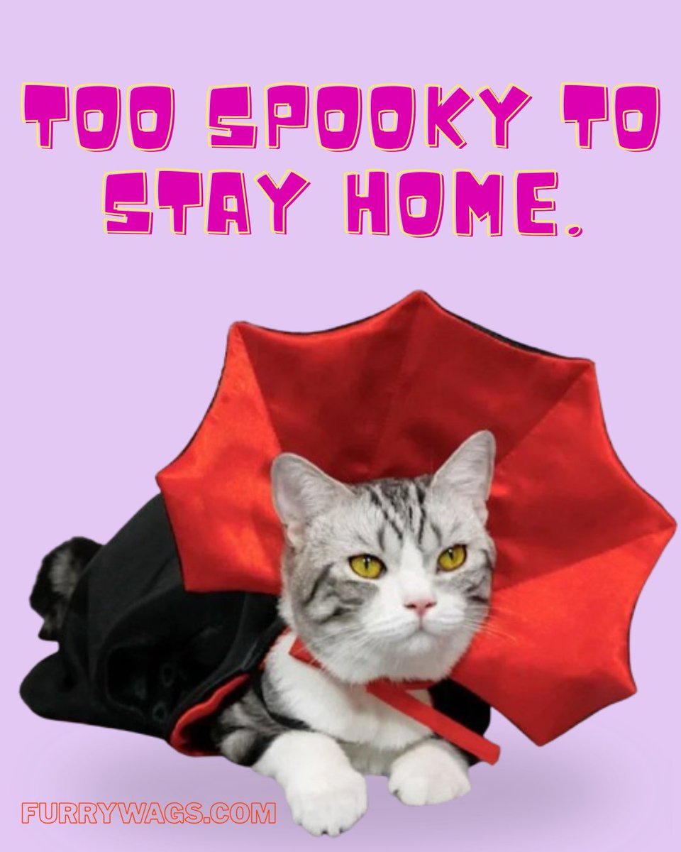 FurryWags's tweet photo. Get your furry friends ready for a spooky adventure! 🐾🎃 Visit https://t.co/Gs9IDumIWh for the cutest pet costumes that are just too spooky to stay home. 🐱🦇 #FurryWags #PetCostumes #HalloweenFun

Shop Now https://t.co/eLnDcDUClx https://t.co/K78KTMMSts