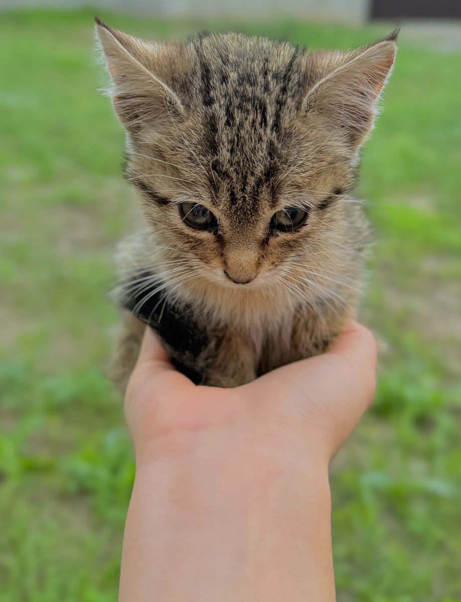 Millinqbp's tweet photo. @TishTishk Ну разве не шладкий?🥹🥹 https://t.co/J7qJWMu8bs