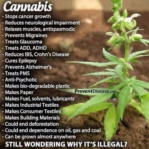 JimBelushiOre's tweet photo. I have a valid reason why I recommend weed to people. Grab a pound for $700. Send a DM bfor our menu https://t.co/wQyIuz2Q2Q