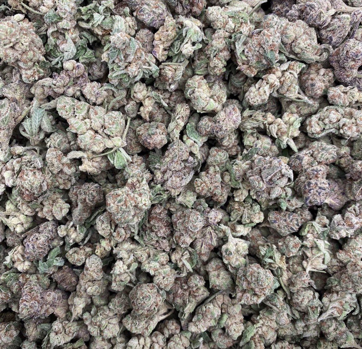 JimBelushiOre's tweet photo. I have a valid reason why I recommend weed to people. Grab a pound for $700. Send a DM bfor our menu https://t.co/wQyIuz2Q2Q
