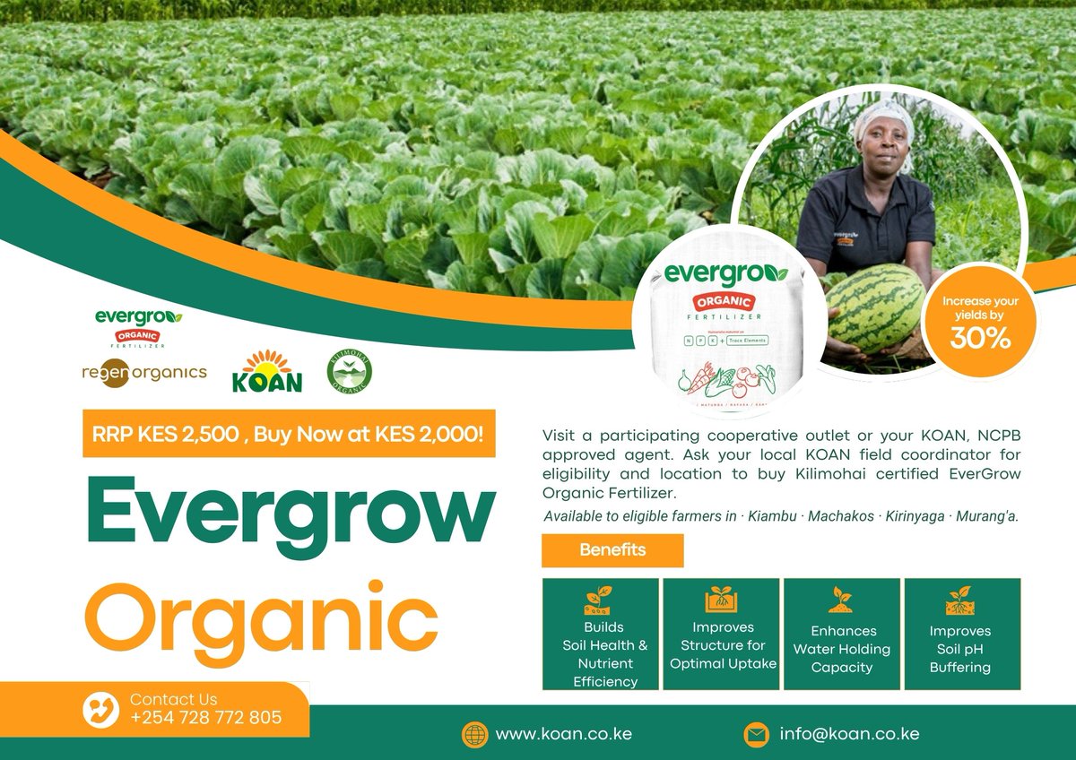 KoanKenya's tweet photo. Cynthia from @RegenOrganics trained farmers &amp; agents in Matuu on EverGrow Organic Fertilizer: application, quantities &amp; why Kilimohai certification matters.
Vouchers: Kshs 2,000/bag in Kirinyaga, Murang'a &amp; Machakos. Register for voucher via 📲 4831000# or Call 📞0745 341 061 https://t.co/9nIHwn3pHm