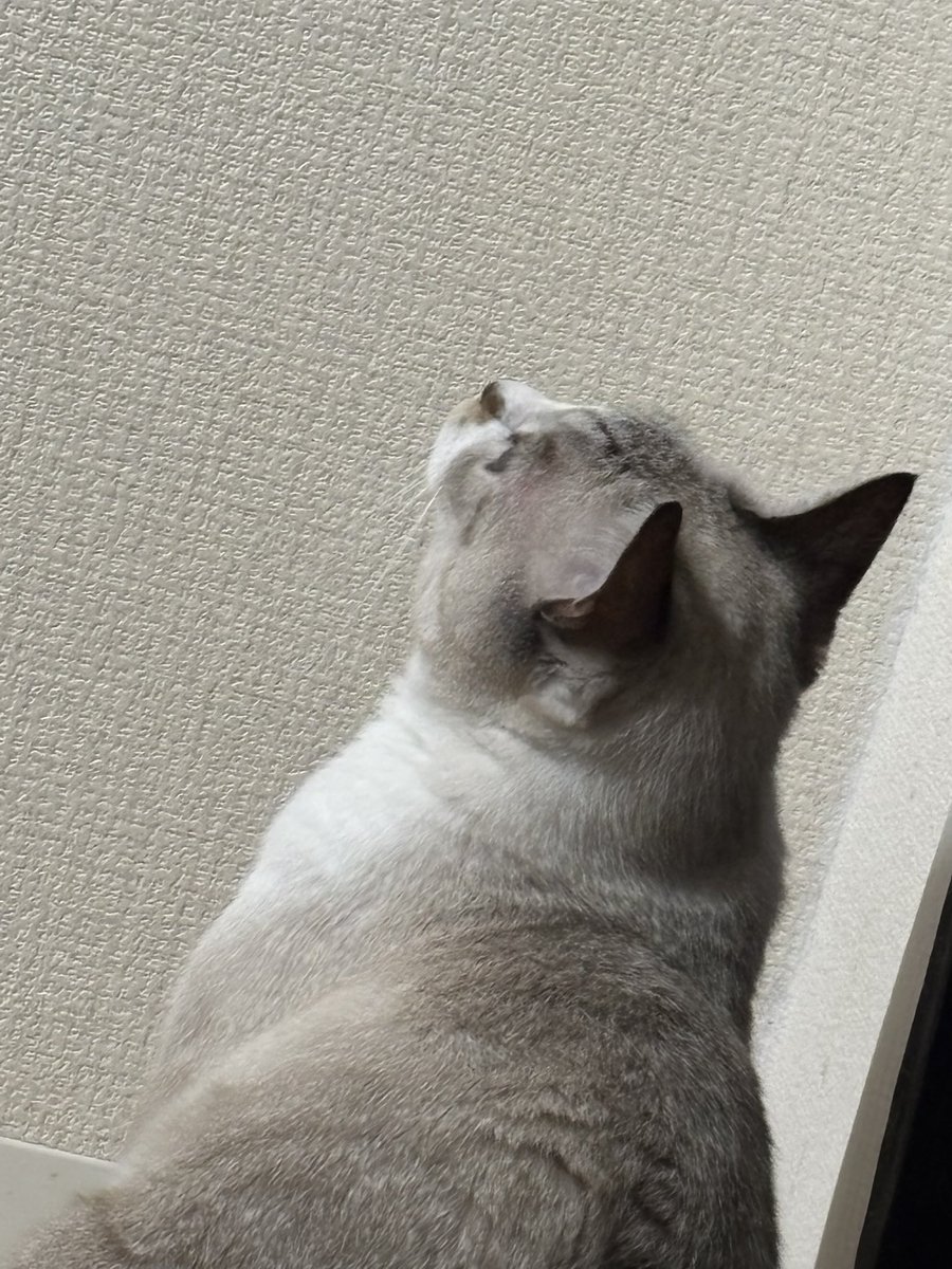ranxwhite's tweet photo. 寝ようと思ったらしーちゃんが何か見てて…
目線の先には黒いアイツが居た
もちろん殺しました
蚊がいなくなるスプレーかけたら飛んできてぎゃーってなってベッドのフレームに踵ぶつけて負傷
許せない…
眠気も覚めました
馬鹿野郎
9階なのになんでいるんだよ… https://t.co/5OdkATdJDq