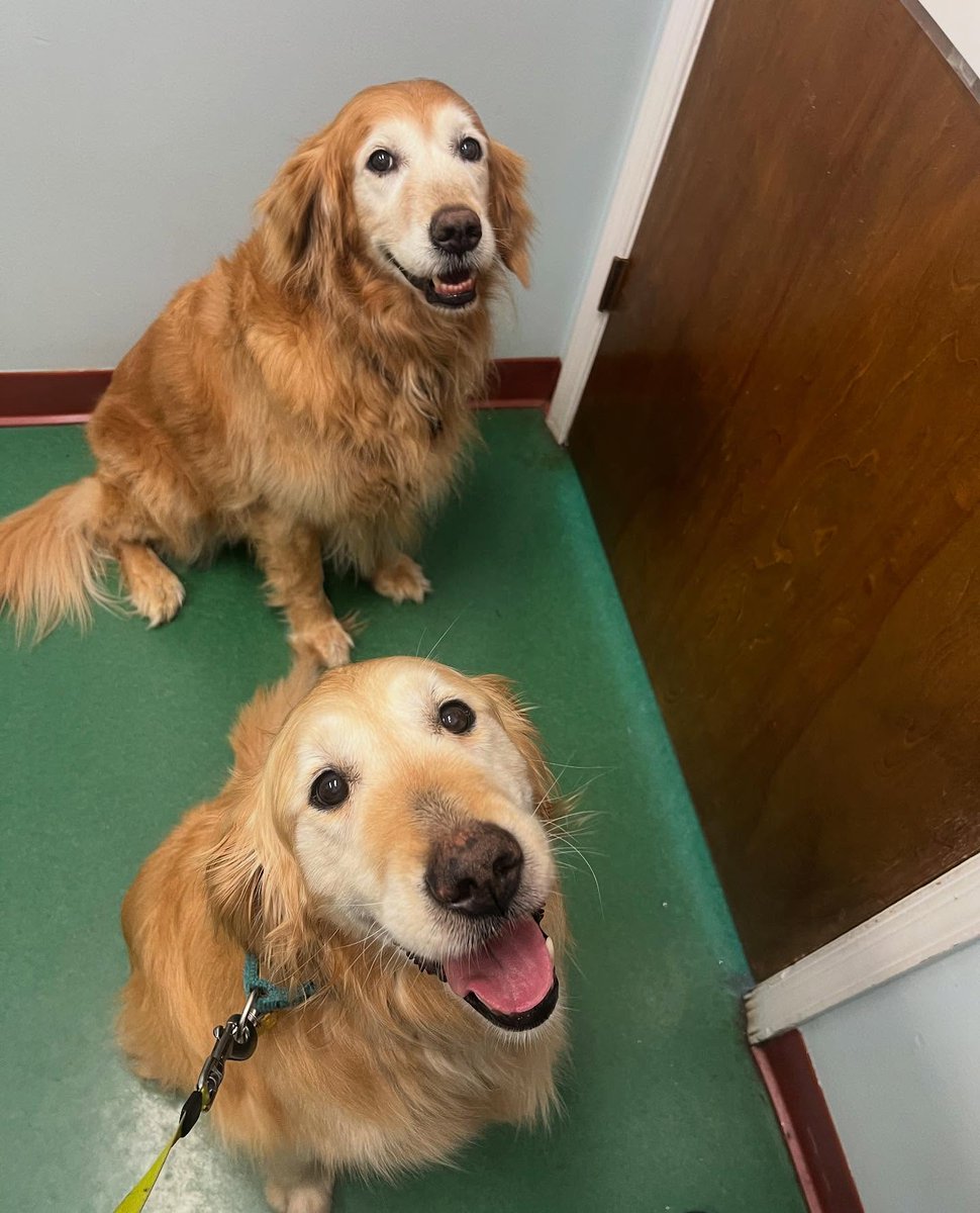 ariasmithzcs906's tweet photo. Two of the sweetest Golden Girls ever! Kaiya and Khema are the kindest, gentlest girls you’ll ever meet! https://t.co/ZaUnCYgRgw