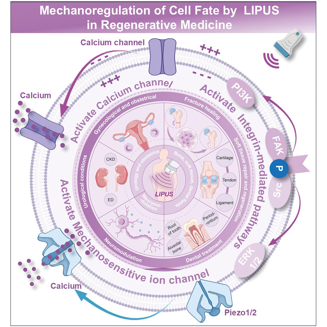 JournalBio's tweet photo. LIPUS activates mechanotransduction pathways, regulating cell fate and enabling bone, neural, and soft tissue regeneration. #BiomedicalEngineering #RegenerativeMedicine #Ultrasound @UQ_News @CharlesSturtUni
#BIOI #OpenAccess: https://t.co/dY06CBTVby https://t.co/a9k3Bcg7wm