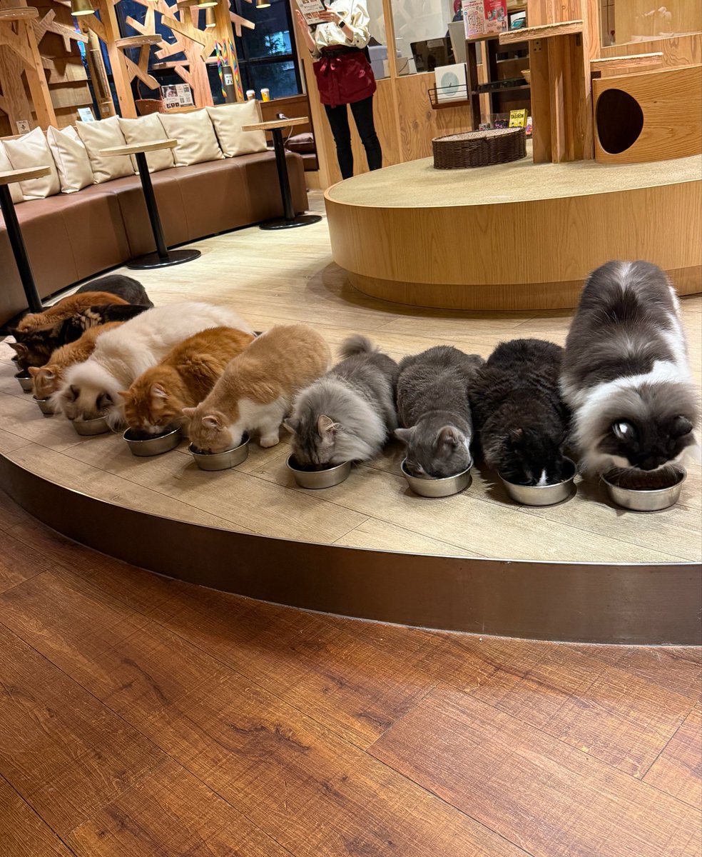 sukima2022's tweet photo. 猫カフェ行ってきた
『絶景』 https://t.co/0mb3q395wq