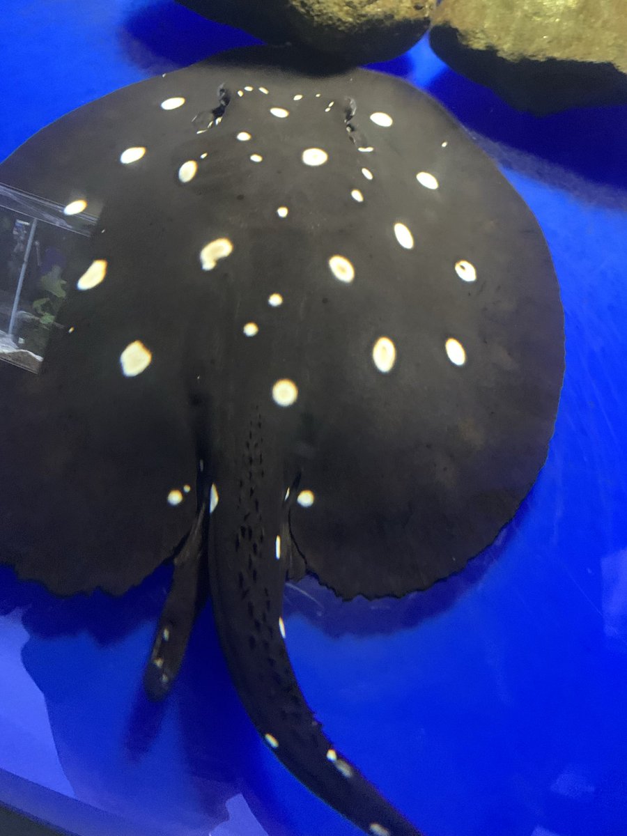 lassygyede's tweet photo. おった。
ポルカドットスティングレイ@千歳水族館 https://t.co/q2cMKFUbUK