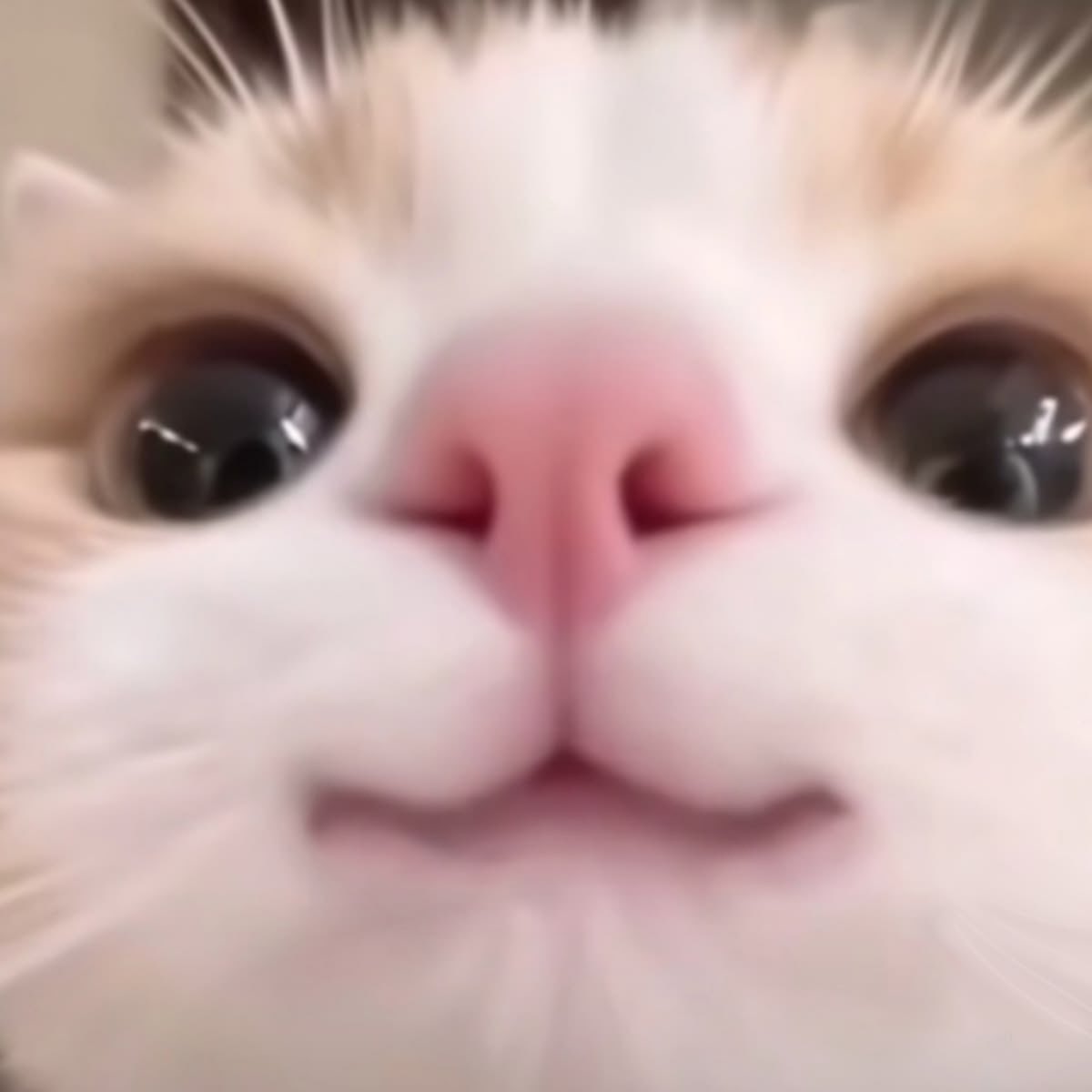 yeongwonhiz's tweet photo. 🐈‍⬛ https://t.co/P0S0kBR0k7
