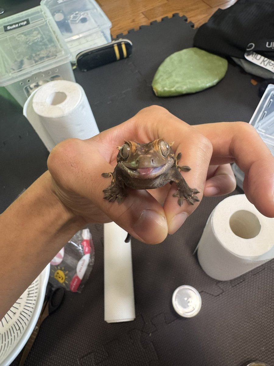 non_Gecko_1952's tweet photo. あっかんべー👅

もうすぐハロウィンか…
早いな https://t.co/B4Jgb0Zo6U
