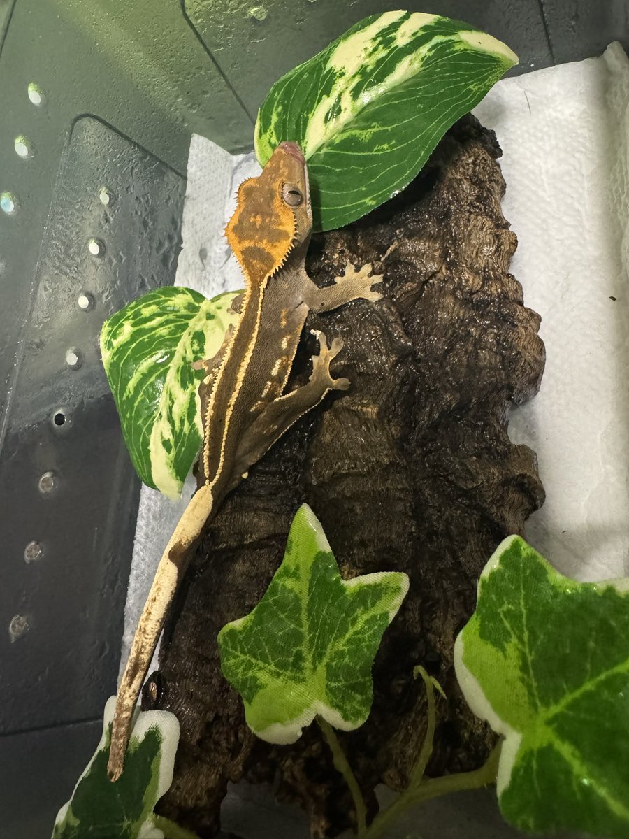 non_Gecko_1952's tweet photo. あっかんべー👅

もうすぐハロウィンか…
早いな https://t.co/B4Jgb0Zo6U