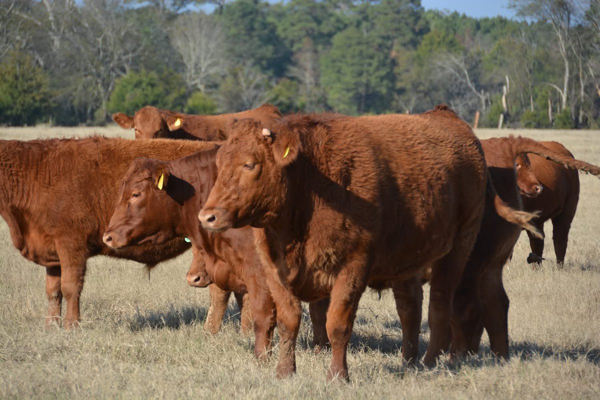 PinehurstFarm's tweet photo. When you order our Farm-To-Table Red Wagyu Beef, here is how to schedule a pickup: https://t.co/ddC8e8LQOv #farmtotable #RedWagyu https://t.co/e127dhNGMr