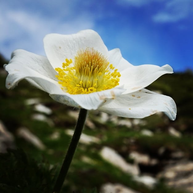 torzloveswill's tweet photo. Prächtiger #bergfrühling im #berneroberland
#bergliebe #bergpic #bergwandern #bergfieber #bergweg #bergfotografie #beautifulflowers #beautifulnature #splendid_flowers #splendid_nature #blumenpracht #nature #naturelovers #blumenfotografie https://t.co/X6xRDLyzwj