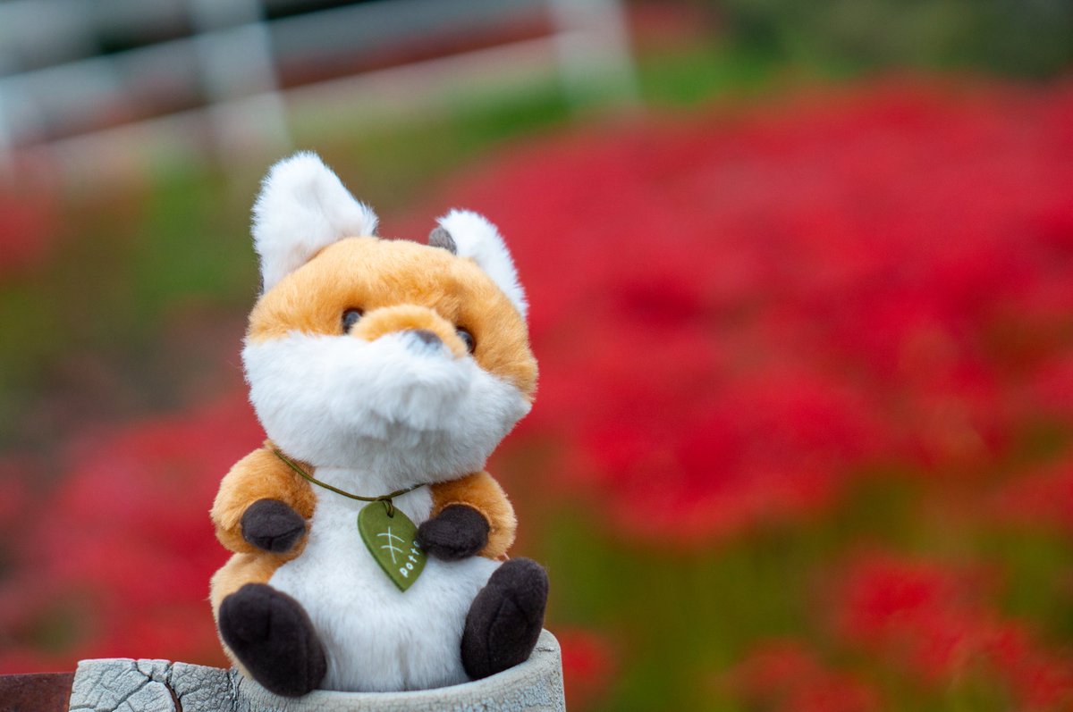wanwanwanto's tweet photo. 🦊さんと、ごんぎつねの里の彼岸花を見てきました！
今かなり見頃なので、愛知県で真っ赤な映えっぽい写真を撮りたい人はぜひ行ってみてください👀 https://t.co/UrFrHUyu6L