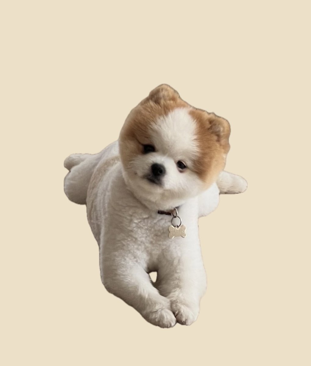 BenThePomPom's tweet photo. BEN now live on Pump🎀

FpH6inwWsrftzJtoADaJfDQmpJCTHbYkbhwt3hBCpump https://t.co/jHr4RFMrGW