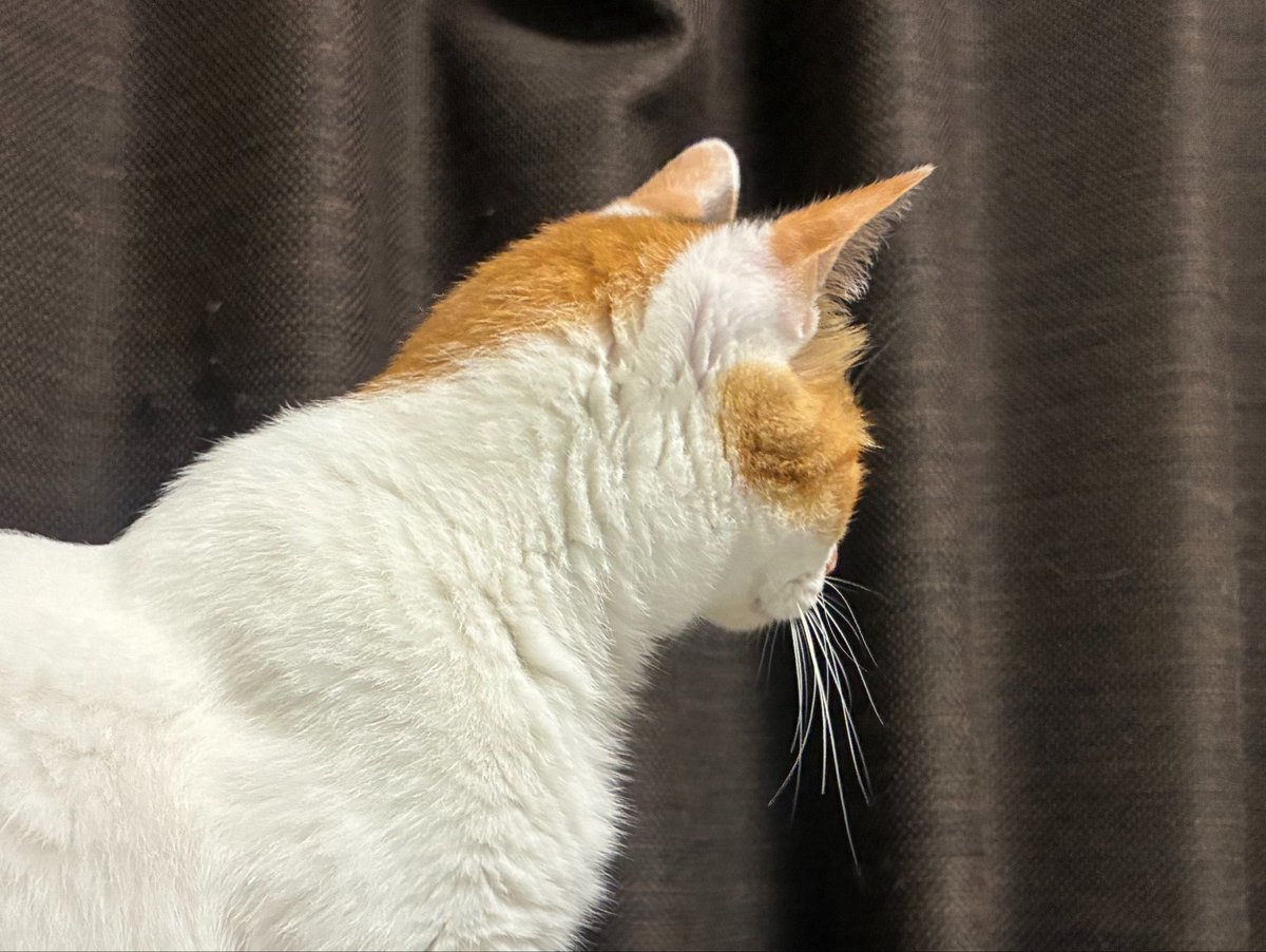cellbururu's tweet photo. 二度見 https://t.co/FXlp0p6tin